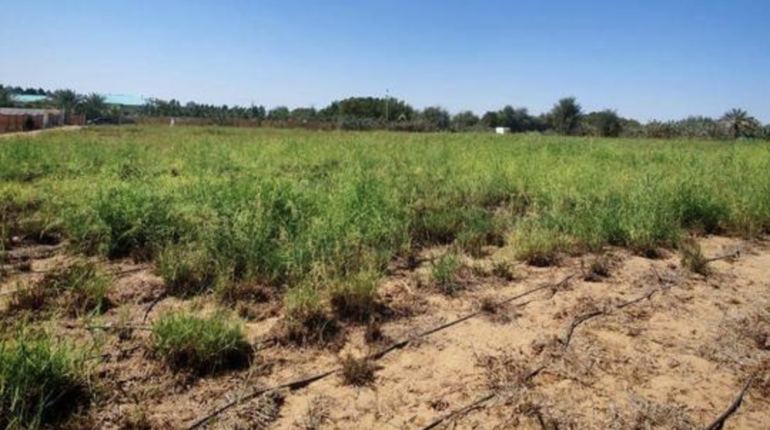 Agricultural Plot for Sale in Al Faga’A, Dubai | 24,782 sqft